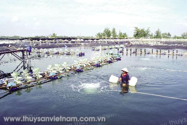 Mô hình nuôi tôm thương phẩm sạch đang được nhân rộng ở Quảng Nam   Ảnh: Thạch Hà