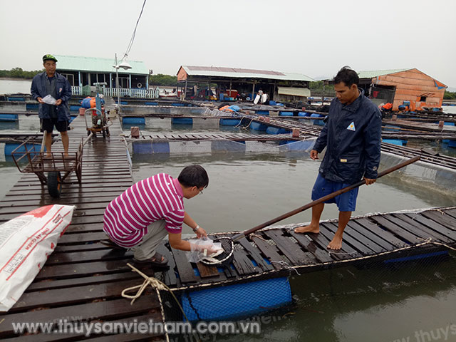 Cá lông chết gây thiệt hại nặng nề cho hộ nuôi