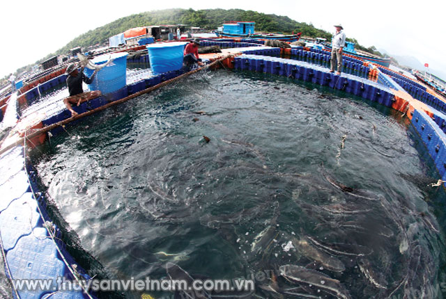 Cần có sự đầu tư thích hợp hơn cho nuôi biển tại Việt Nam   Ảnh: Xuân Trường