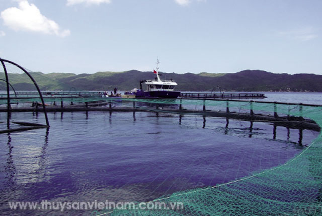Mô hình nuôi cá cobia bằng công nghệ Na Uy tại Việt Nam   Ảnh: Worldfish
