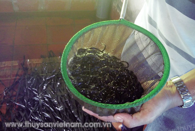 Sản xuất lươn giống bán nhân tạo Ảnh: CTV Sản xuất lươn giống bán nhân tạo Ảnh: CTV