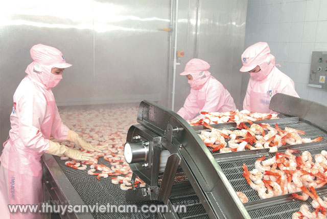 Chế biến tôm tại nhà máy của Tập đoàn Minh Phú Ảnh Tập đoàn cung cấp Chế biến tôm tại nhà máy của Tập đoàn Minh Phú Ảnh Tập đoàn cung cấp