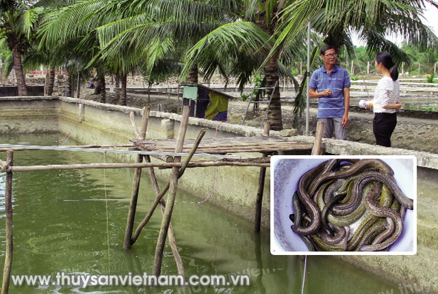 Kỹ sư Phan Văn Hùng đang trao đổi về mô hình nuôi cá chình Ảnh: Hữu Thi Kỹ sư Phan Văn Hùng đang trao đổi về mô hình nuôi cá chình Ảnh: Hữu Thi