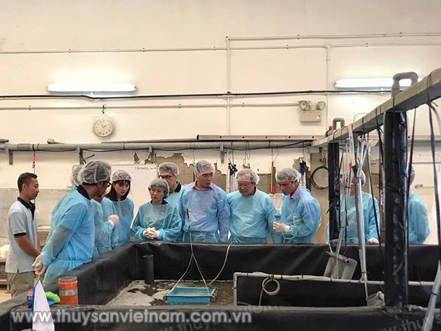 kiểm tra, truy xuất nguồn gốc tôm thẻ chân trắng bố mẹ tại Singapore nhập vào Việt Nam Kiểm tra, truy xuất nguồn gốc tôm thẻ chân trắng bố mẹ tại Singapore nhập vào Việt Nam