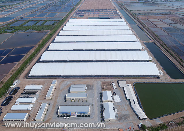 Khu sản xuất tôm công nghệ cao của tập đoàn Việt - Úc Bạc Liêu. Ảnh: Phan Thanh Cường Khu sản xuất tôm công nghệ cao của tập đoàn Việt - Úc Bạc Liêu. Ảnh: Phan Thanh Cường