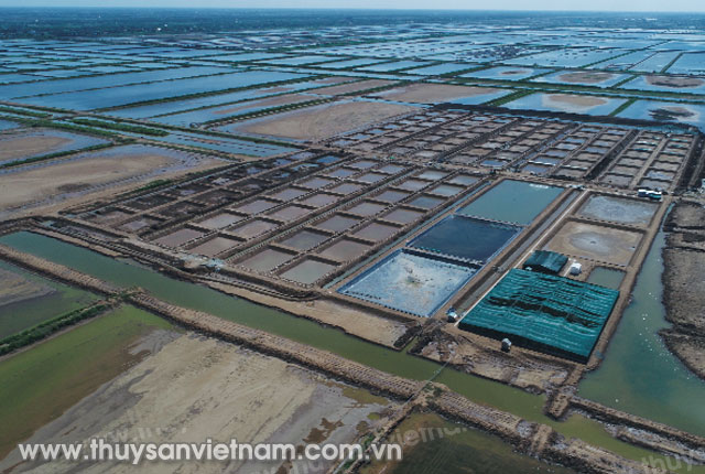 Đầm nuôi tôm công nghiệp tại Bạc Liêu   Ảnh: Trần Út