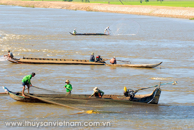 An Giang bảo vệ nguồn lợi cá linh