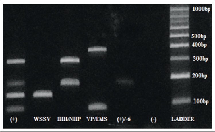 Bảng điện di Multi PCR - Loci
