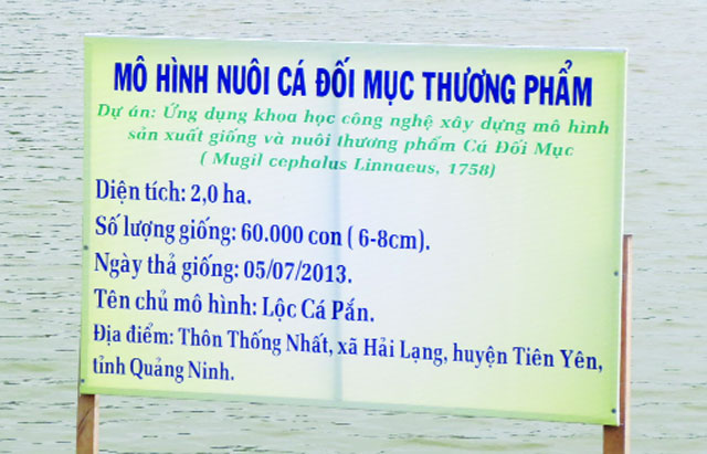 Hàng tấn cá chốt bị nhốt trong ao ở Sóc Trăng  Báo Người lao động