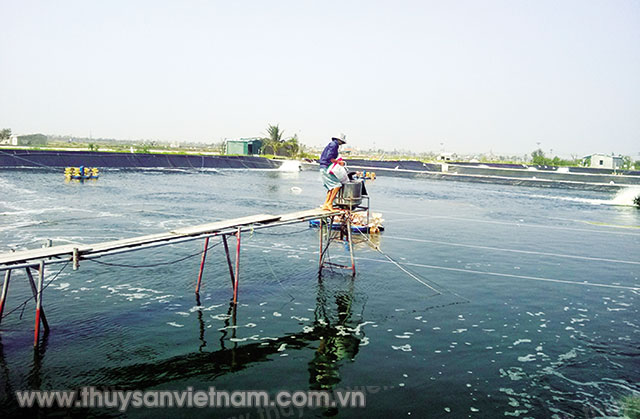 Móng Cái: Hiệu quả nuôi tôm theo VietGAP Móng Cái: Hiệu quả nuôi tôm theo VietGAP