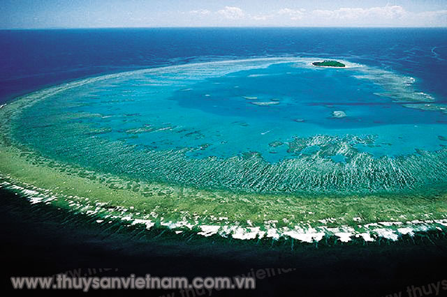 Trong năm 2016, các nhà khoa học đã tìm thấy hệ sinh thái san hô - tảo Halimeda ở ngay trong Great Barrier Reef   Ảnh: T.H