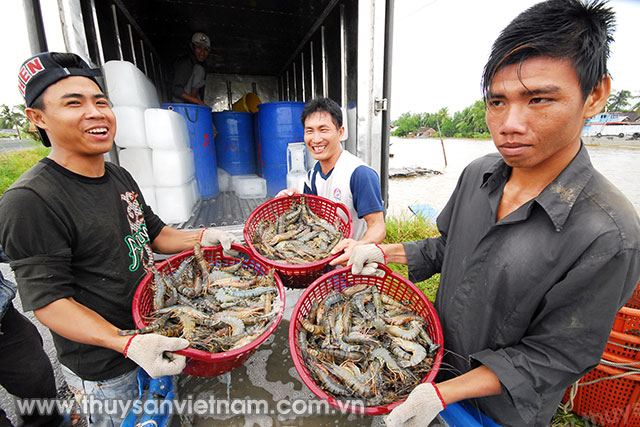 Nâng cao hiệu quả ngành tôm tại Việt Nam