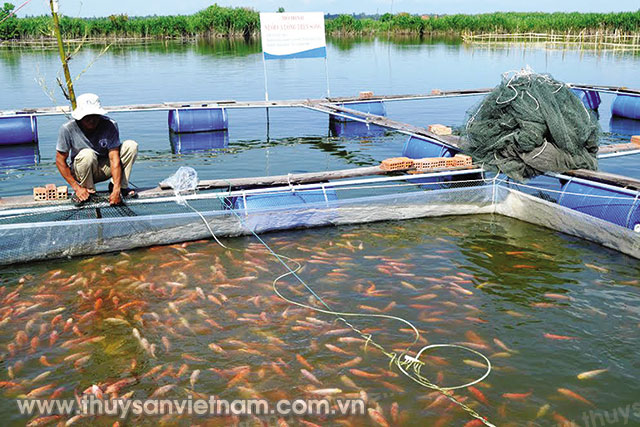 Ứng dụng chế phẩm sinh học Vườn sinh thái trong nuôi cá trắm cỏ