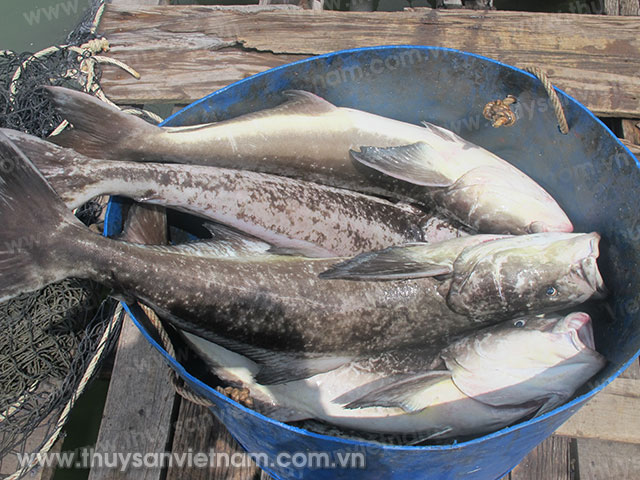 Cá giò chết chất đống tại vùng nuôi lồng bè sông Chà Và. Ảnh Nguyễn Thi