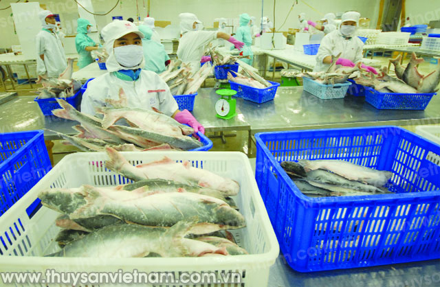 Doanh nghiệp cá tra Việt Nam chịu sức ép từ thương lái Trung Quốc