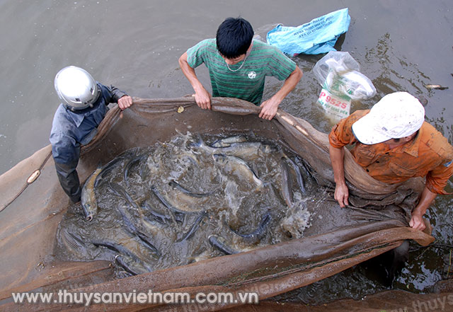 Mục tiêu trong năm 2017, tỉnh Bắc Giang phấn đấu đạt sản lượng 39.500 tấn