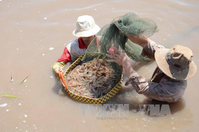 Nông dân thu hoạch tôm thẻ chân trắng
