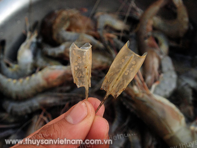 Tôm bị bệnh đốm trắng Ảnh: Máy Cày