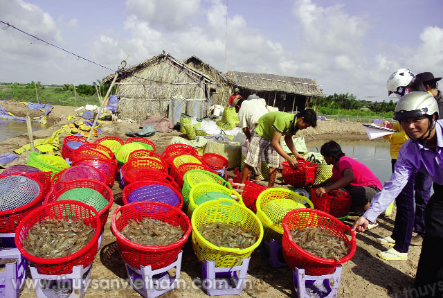 Năm nay, phần lớn các hộ nuôi TTCT đều bội thu và bán được giá cao   Ảnh: Mai Trường