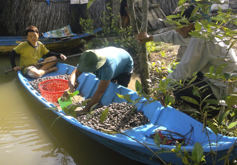 Sò huyết sau khi thả nuôi từ 8-10 tháng sẽ cho thu hoạch.