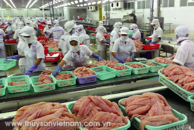CASEAMEX chế biến fillet cá tra đang coi trọng thị trường Trung Quốc  Ảnh: Sáu Nghệ