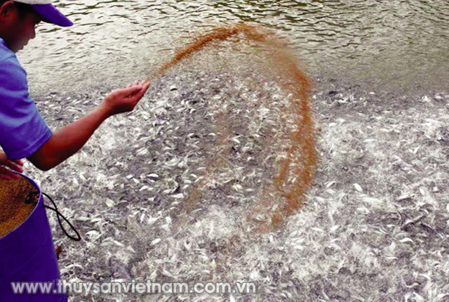 Nguồn cá tra giống đang được củng cố lại chất lượng   Ảnh: PT