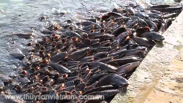 Đà Nẵng: Thí điểm nuôi cá leo thương phẩm