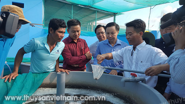 Các đại biểu tham quan mô hình nuôi tôm hiệu quả tại Bạc Liêu