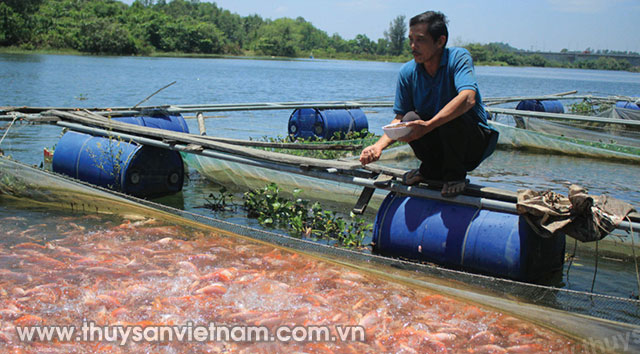 Ông Lịch nuôi cá điêu hồng   Ảnh: Nguyễn Trang
