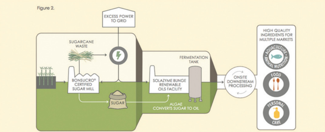 Hệ thống sản xuất vi tảo từ rác thải mía đường của Công ty TerraVia tại Brazil
