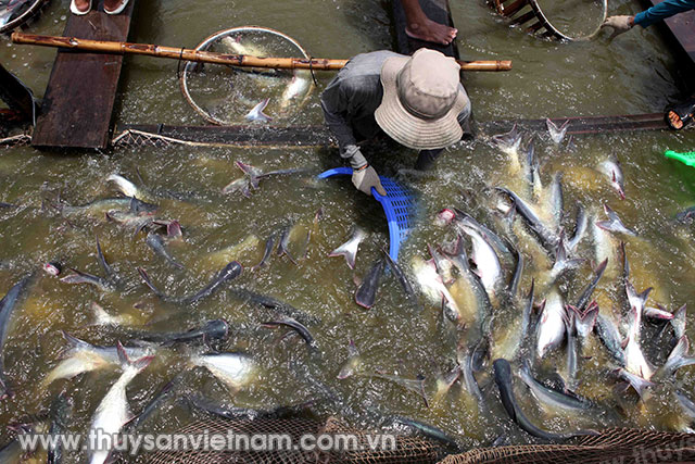 Thu hoạch đến năm 2020, sản lượng cá tra tỉnh Hậu Giang ước đạt 82.000 tấn Ảnh: An Đăng