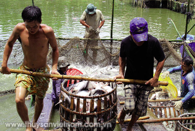 Liên kết giúp người nuôi cá tra yên tâm sản xuất   Ảnh: Duy Khương