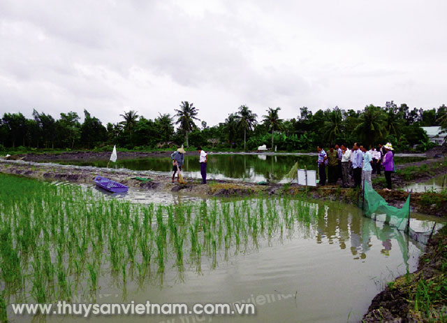 Mô hình nuôi thủy sản kết hợp trồng lúa cho hiệu quả bền vững   Ảnh: TTKNQG