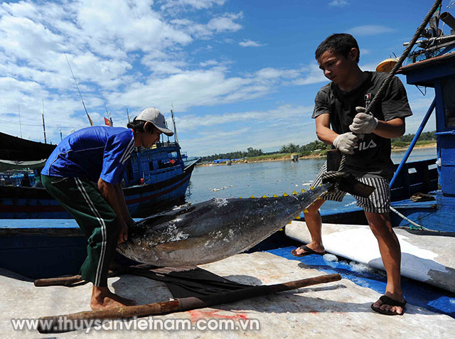 Cá ngừ về cảng Tam Quan, Bình Định Ảnh: Lê Xuân Chiến