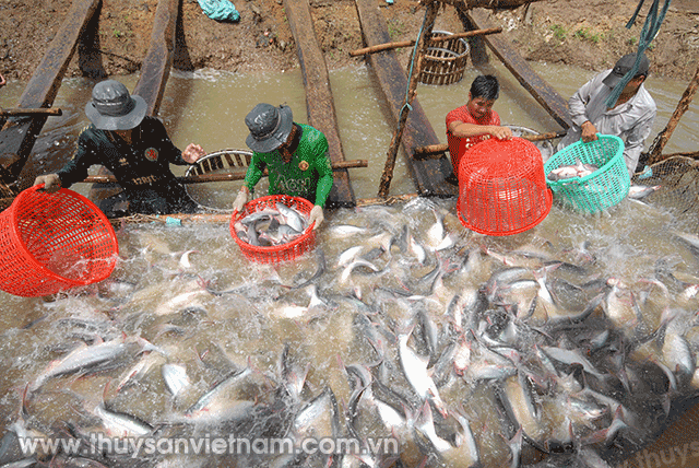 Cá tra sản phẩm độc quyền của Việt  Nam