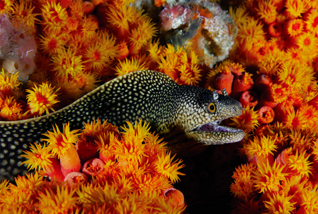 Một loài chình biển quý hiếm đang bơi ở gần một giàn khoan dầu, ngoài khơi biển Gabon   Ảnh: T.H