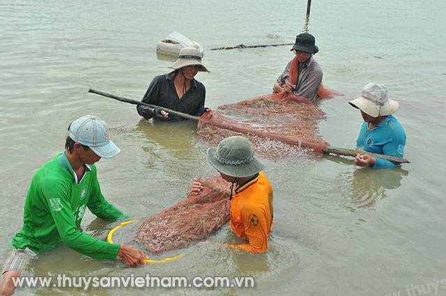 Mô hình tôm - lúa góp phần tăng sản lượng tôm tại nhiều địa phương