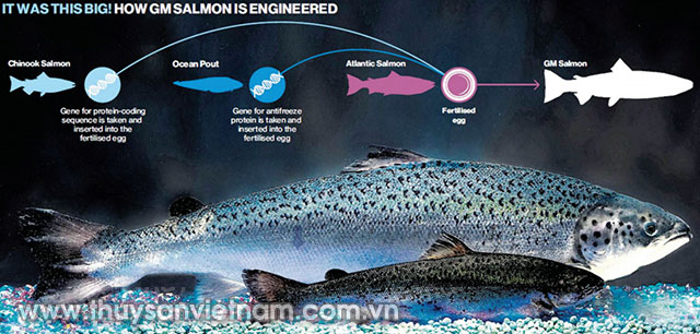 Cá hồi biến đổi gen có trọng lượng lớn hơn nhiều so với cá hồi thường   Ảnh: CTV