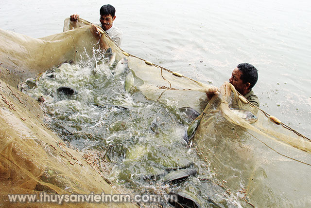 Mô hình nuôi cá rô phi VietGAP tại Hải Phòng   Ảnh: Nguyễn Chi