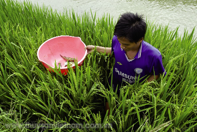 Hiệu quả mô hình cá lúa được nhiều địa phương nhân rộng   Ảnh: PTC