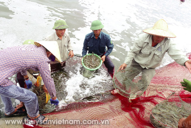 Thu hoạch tôm tại HTX Nuôi trồng Thủy sản Xuân Thành, Hà Tĩnh Ảnh: Vũ Mưa Thu hoạch tôm tại HTX Nuôi trồng Thủy sản Xuân Thành, Hà Tĩnh Ảnh: Vũ Mưa