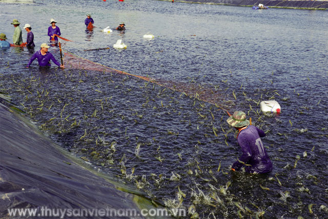 Mô hình nuôi tôm công nghệ cao phát triển tại nhiều địa phương