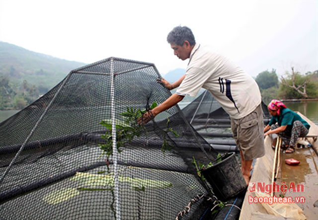 Ảnh: Báo Nghệ An