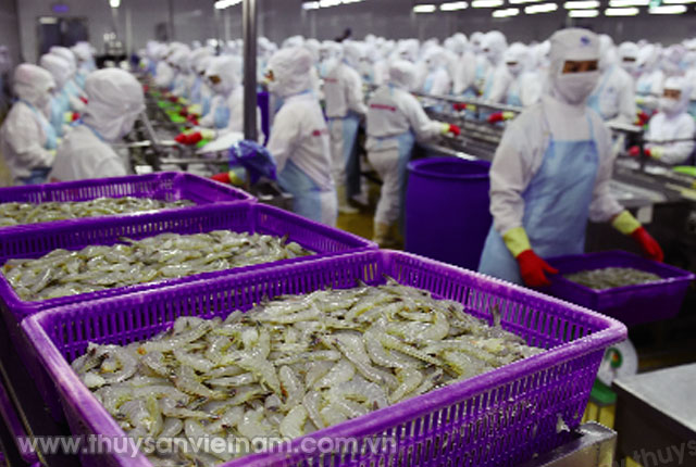 Việt Nam nhập khẩu tôm nguyên liệu gia tăng   Ảnh: Quang Hiếu