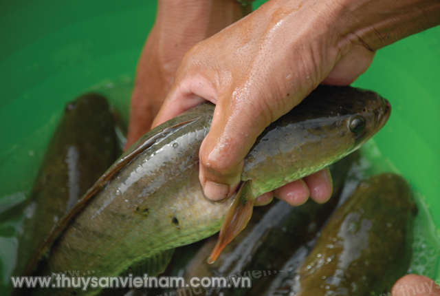 Kỹ thuật nuôi cá lóc thương phẩm – Tạp chí Thủy sản Việt Nam