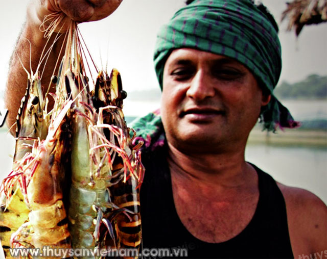 Ngư dân thu hoạch tôm ở Bangladesh