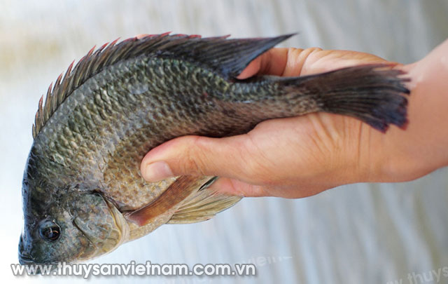 Cá rô phi - đối tượng chủ lực của thủy sản Việt Nam   Ảnh: Máy Cày