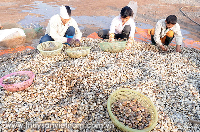 Nhiều tỉnh miền Bắc có tiềm năng phát triển nuôi ngao Ảnh: Quang Quyết