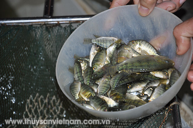 Sản xuất cá giống tại tỉnh Quảng Ninh Ảnh: QM