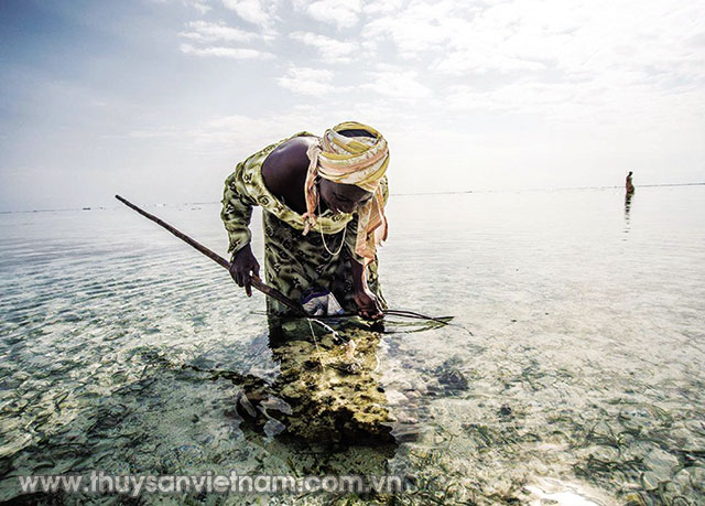 Săn bạch tuộc ở Zanzibar